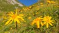 Nach der Htte kann man Arnikawiesen bestaunen. Die Arnika ist eine wichtige Heilpflanze.